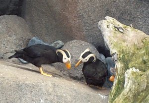 Puffin Three-Way. You can just barely see the beak of bashful hen #2 peeking out from behind the log on the right. (photo by Garry Wallan)