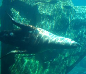 Woody the Steller's Sea Lion (photo by Garry Wallan)