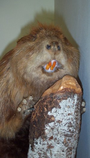 Certified Alaskan attack beaver. (photo by Garry Wallan)