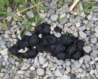 Eagle River Valley bear scat (photo by Garry Wallan who obviously had nothing better to do than take a picture of bear poo)