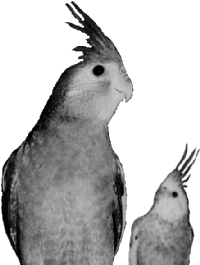 Gigantic Cockatiels!