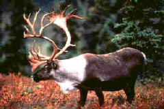 Caribou