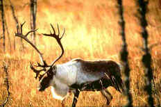 Caribou