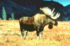 Moose