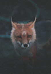 Foxy.JPG (9320 bytes)