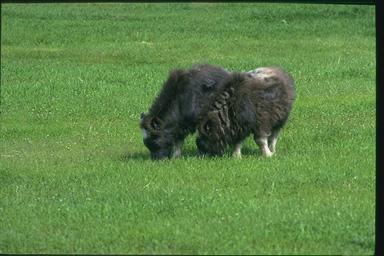 Muskox-c.JPG (51964 bytes)