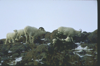 Sheep.JPG (34736 bytes)