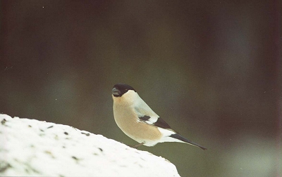 Bullfinch1.jpg (49128 bytes)