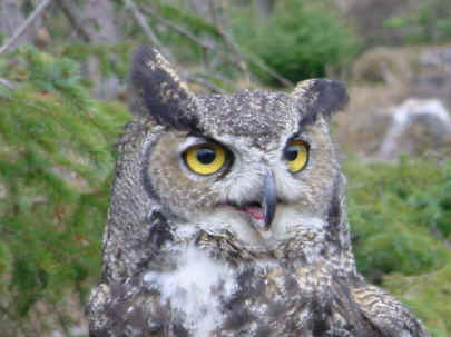 Great Horned Owl.jpg (59310 bytes)