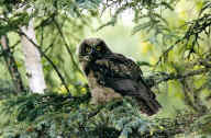 Great Horned Owl