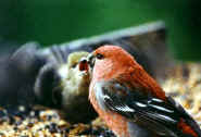 Grossbeak feeding young.