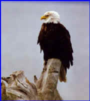 Bald Eagle