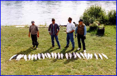 Sockeye Salmon 