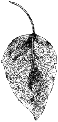 poplar