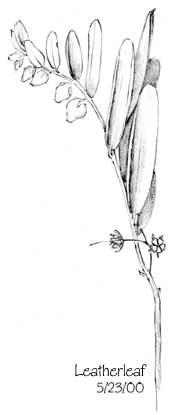 leatherleaf