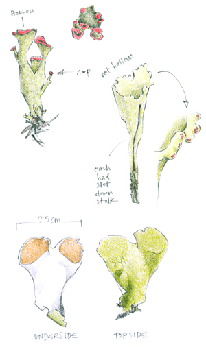 lichen