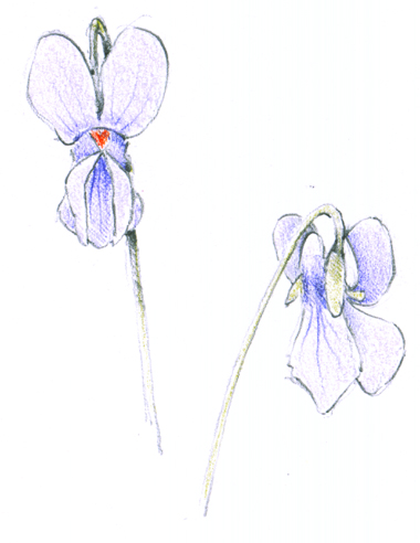 violets