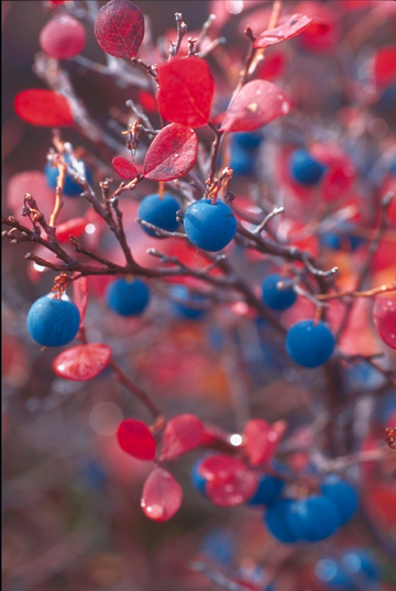 blueberry