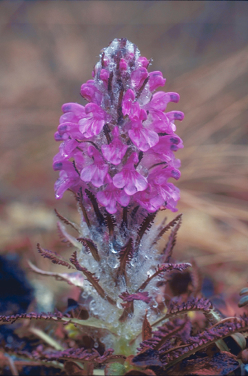 lousewort