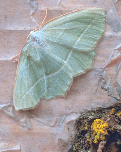 Pale Green finden