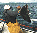 Landing a Halibut