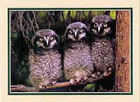 photo:northern_hawk_owl_young