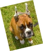 Astro, 3 monthes 