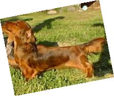 Willow