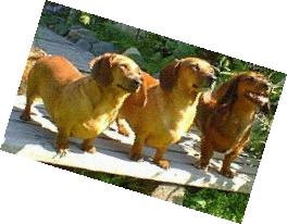 Bessica, Taz, Willow