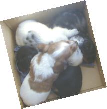 Willow's Pups
