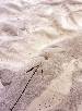 L̐ - clam tracks                      .