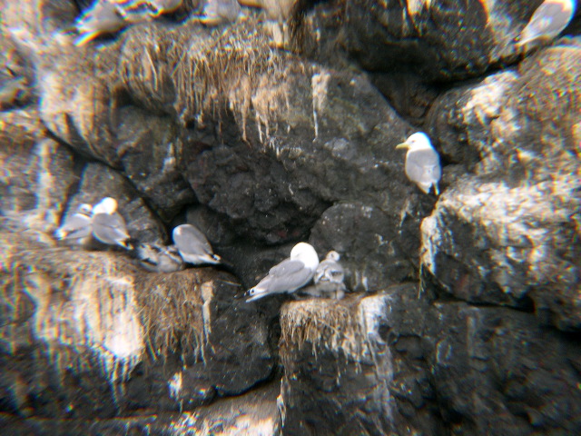 Kittiwakes w Chicks2.JPG