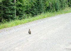ptarmigan.JPG