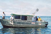 Anchored at one of Captain Steve's secret Pacific Halibut fishing holes, it doesn't take long to start hauling them in.