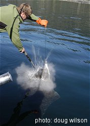 Big Pacific Halibut can trash a boat if not subdued. Captain Steve "shooting" a halibut with a .410 caliber "snakecharmer".