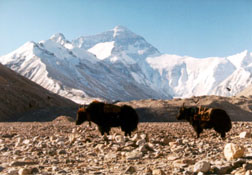 Yaks