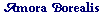 Amora Borealis logo
