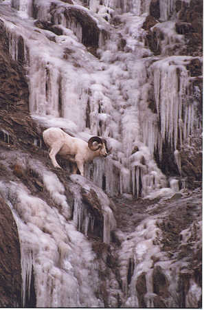 Dall Ram