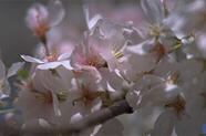 Cherry Blossom - Washington D.C. - March 1998
