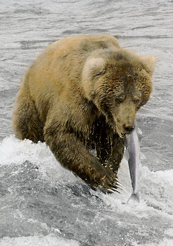 Brown Bear at Katmai National Park, Alaska - June, 1999