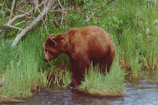 Brown Bear at Katmai National Park, Alaska - June, 1999