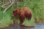 Brown Bear at Katmai National Park, Alaska