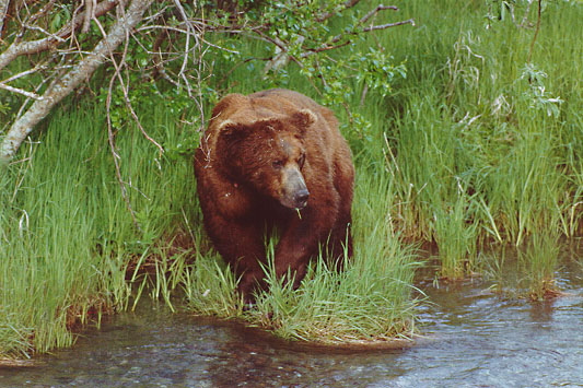 Brown Bear at Katmai National Park, Alaska - June, 1999