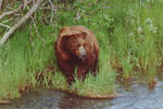 Brown Bear at Katmai National Park, Alaska