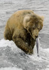 Brown Bear at Katmai National Park, Alaska