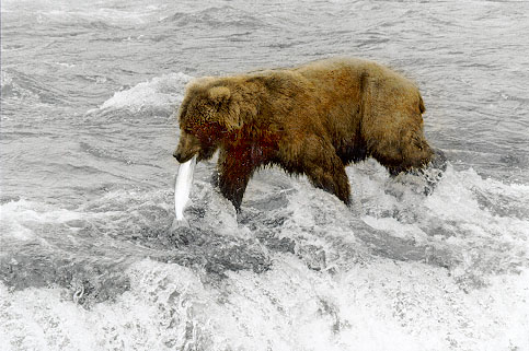 Brown Bear at Katmai National Park, Alaska - June, 1999