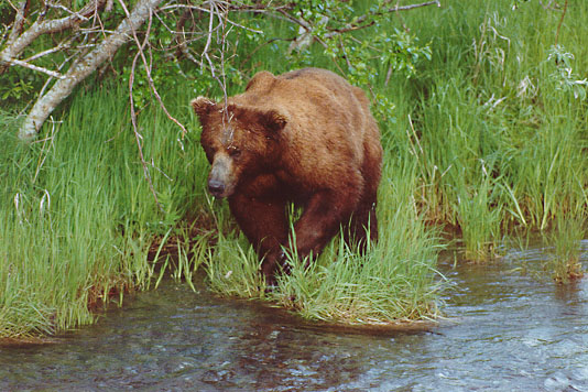 Brown Bear at Katmai National Park, Alaska - June, 1999