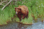 Brown Bear at Katmai National Park, Alaska