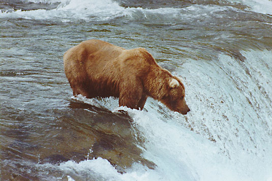 Brown Bear at Katmai National Park, Alaska - June, 1999