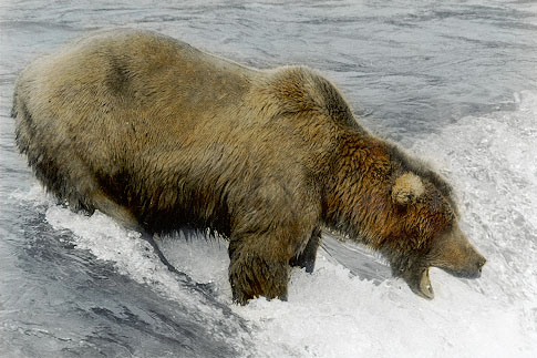 Brown Bear at Katmai National Park, Alaska - June, 1999